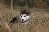 ALASKAN MALAMUTE 499